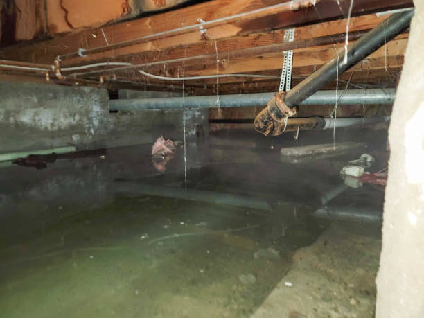 Best 24-hour water damage restoration  in Laupahoehoe, HI