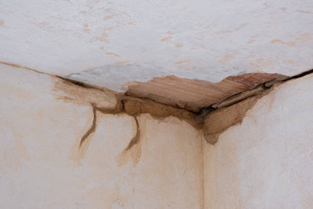 Best Carpet water damage restoration  in Laupahoehoe, HI